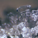 Мікроскоп Bresser Erudit ICD 20x-40x