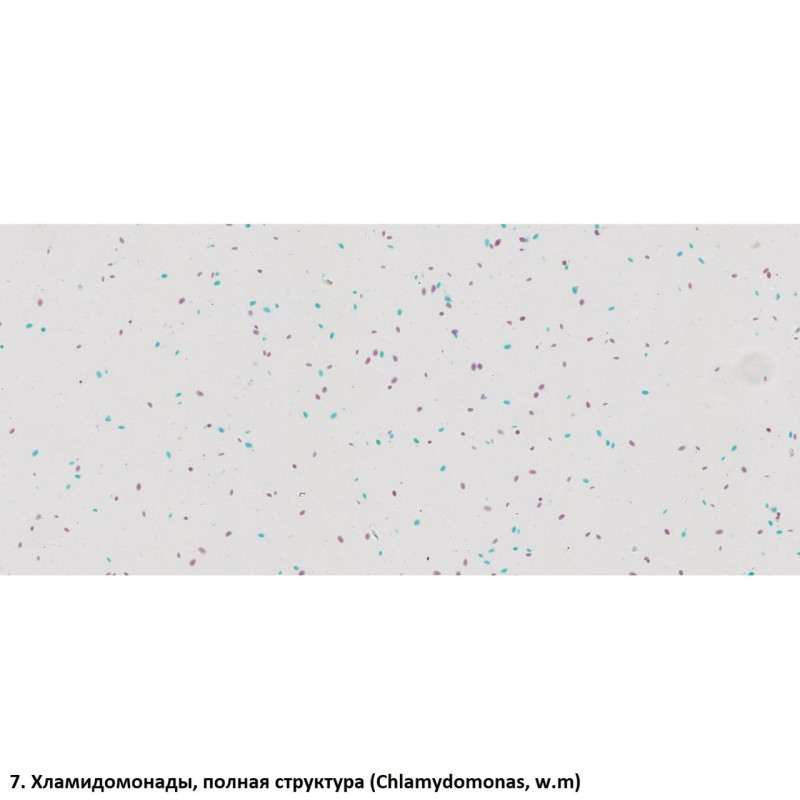 Набор препаратов Optima Общая биология E (100 шт.) (S-003.4)