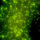 Мікроскоп Optika B-293LD1 100x-1000x Trino Fluorescence