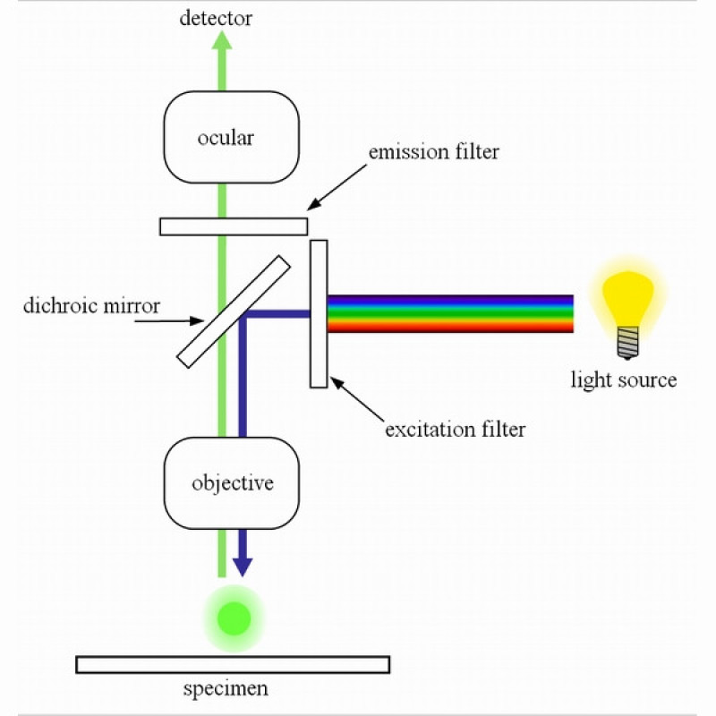 Мікроскоп Optika B-293LD1 100x-1000x Trino Fluorescence
