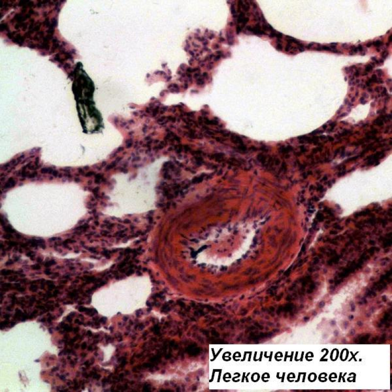 Мікроскоп Bresser Science TRM-301 40x-1000x