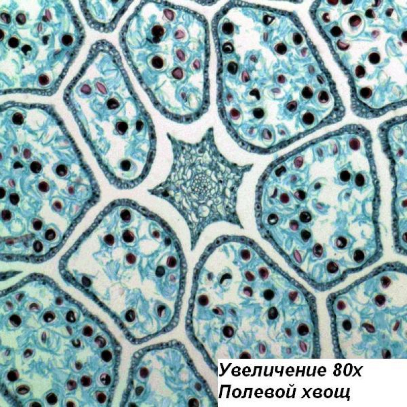 Мікроскоп Bresser Science TRM-301 40x-1000x
