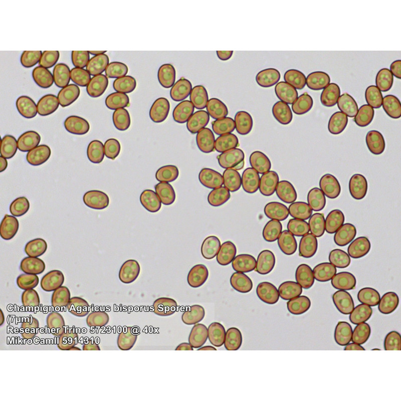Мікроскоп Bresser Trino Researcher 40x-1000x